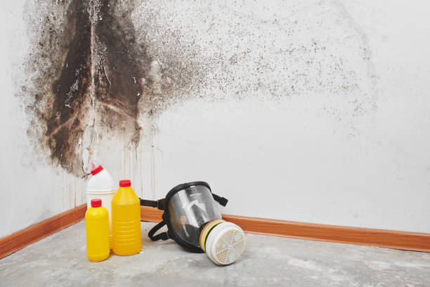 Best Insurance-Related Mold Remediation in Shenandoah, TX