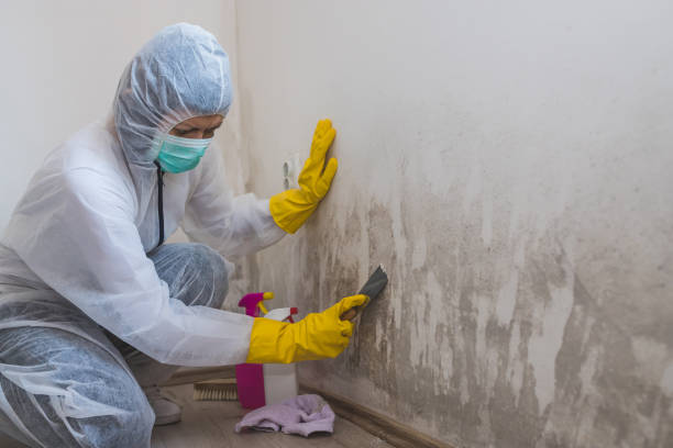 Best Localized Mold Remediation (e.g., coastal areas, humid climates) in Shenandoah, TX