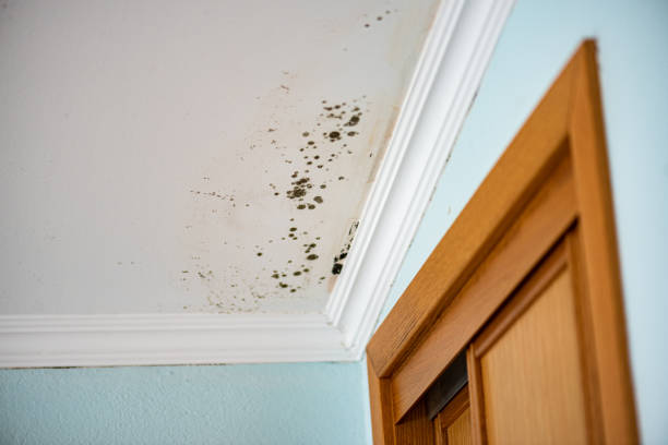 Best HVAC Mold Remediation in Shenandoah, TX