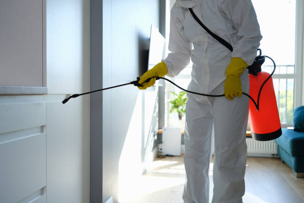 Best Residential Mold Remediation in Shenandoah, TX