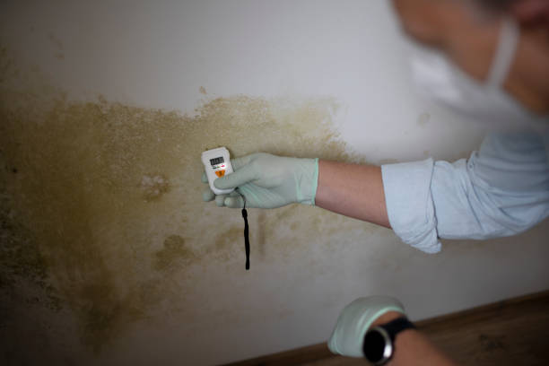 Best Post-Flood Mold Remediation in Shenandoah, TX