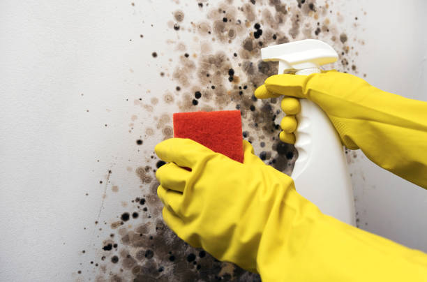 Best Residential Mold Remediation in Shenandoah, TX