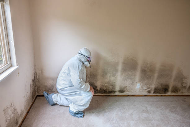 Best Preventive Mold Services in Shenandoah, TX