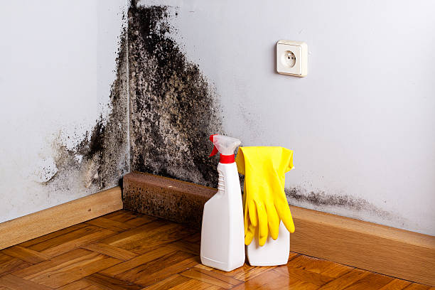Best DIY Mold Remediation Support Services in Shenandoah, TX
