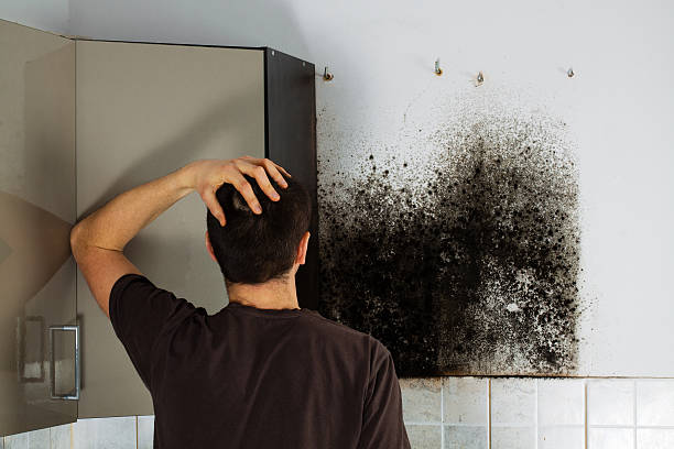 Best Kitchen Mold Remediation in Shenandoah, TX