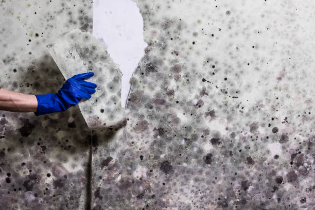 Best White Mold Remediation in Shenandoah, TX
