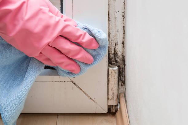 Best Commercial Mold Remediation in Shenandoah, TX